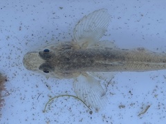Acanthogobius flavimanus