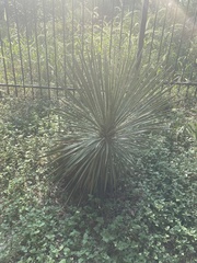 Yucca louisianensis