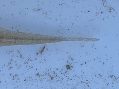 Acanthogobius flavimanus