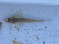 Acanthogobius flavimanus