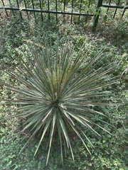 Yucca louisianensis