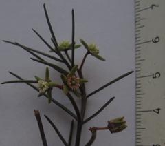 Eustegia minuta