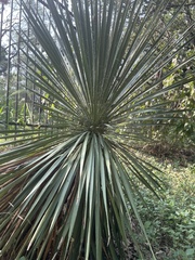 Yucca louisianensis