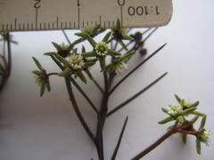 Eustegia minuta