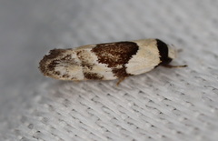 Euphiltra epilecta