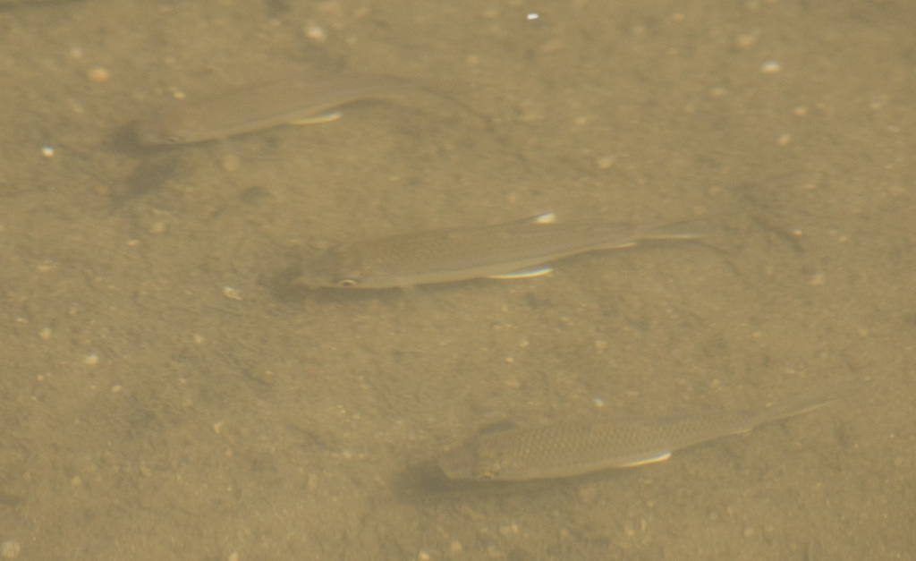 Steindachnerina brevipinna