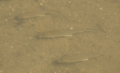 Steindachnerina brevipinna