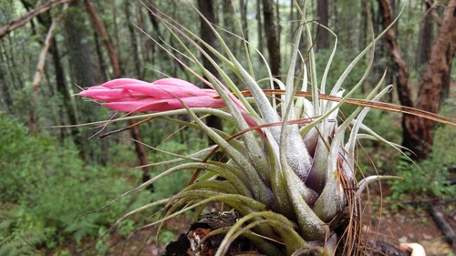 Tillandsia oaxacana, photograph 3