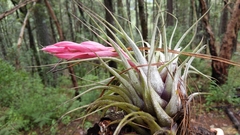 Tillandsia oaxacana