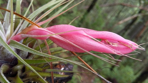Tillandsia oaxacana, photograph 4