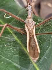Australcmena lineativentris