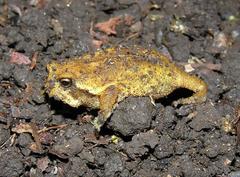 Northern Forest Rain Frog photo 2