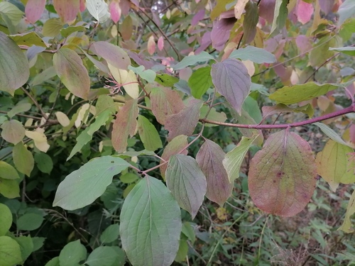 Raudonoji sedula nuotrauka