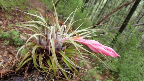 Tillandsia oaxacana, photograph 5