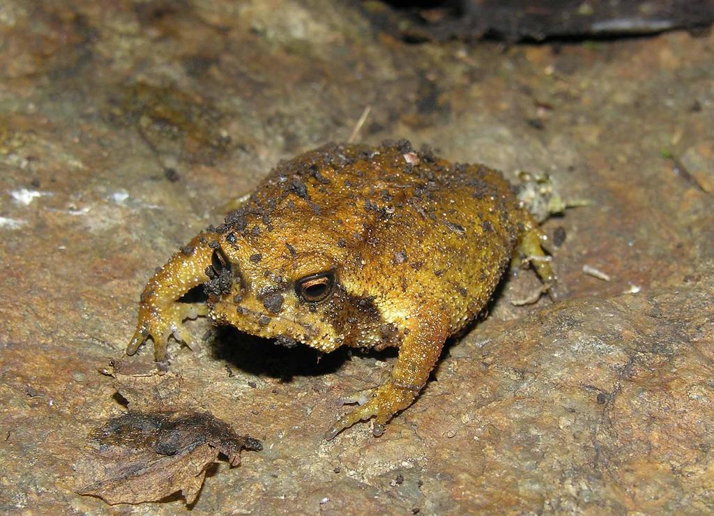 Northern Forest Rain Frog