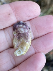 Ostrea lurida