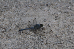 Erythemis simplicicollis