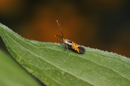 Neoheliodines cliffordi