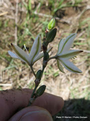 Chlorophytum fasciculatum