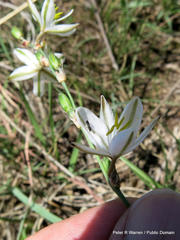 Chlorophytum fasciculatum
