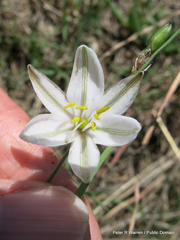 Chlorophytum fasciculatum