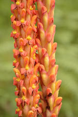 Disa chrysostachya