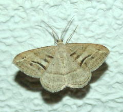 Chiasmia subcurvaria