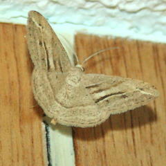 Chiasmia subcurvaria