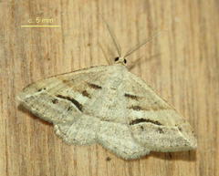 Chiasmia subcurvaria