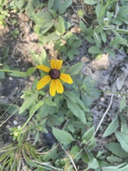 Rudbeckia terranigrae