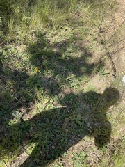 Rudbeckia terranigrae