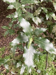 Quercus castanea