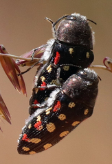 Acmaeodera gibbula