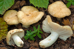 Russula farinipes