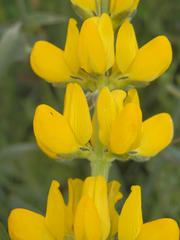 Lupinus luteus