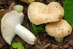 Russula farinipes