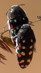 Acmaeodera gibbula