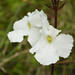 Cape Inkflower - Photo (c) Adriaan Grobler, some rights reserved (CC BY-NC), uploaded by Adriaan Grobler