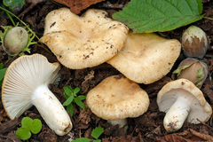 Russula farinipes