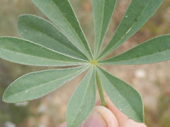 Lupinus luteus