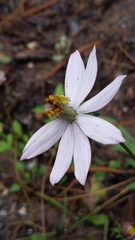 Cosmos diversifolius