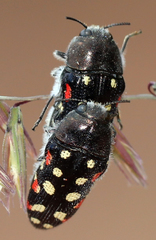 Acmaeodera gibbula