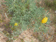 Lupinus luteus