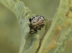 Calligrapha dislocata