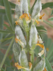 Lupinus luteus