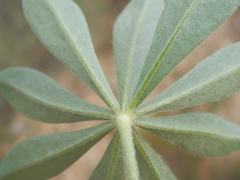 Lupinus luteus