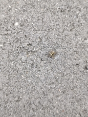 Pseudeuophrys lanigera