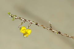 Aspalathus microphylla