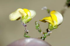 Aspalathus microphylla