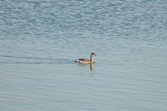 Podiceps nigricollis